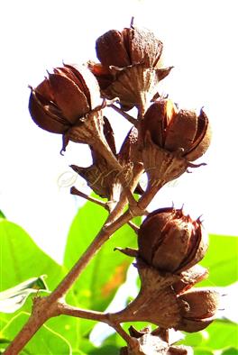  Fruits (Capsules)